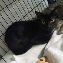 Thumbnail photo of Petsmart Employee #2