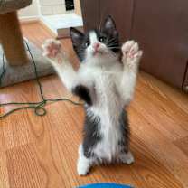 Thumbnail photo of Shasta #2