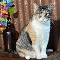 Thumbnail photo of Rosebud #1