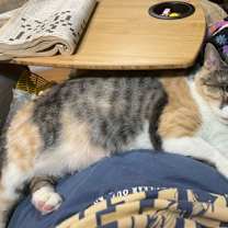 Thumbnail photo of Rosebud #2