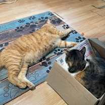 Thumbnail photo of Rosebud #3