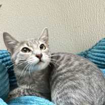 Thumbnail photo of Whimzle #3