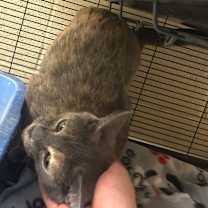 Thumbnail photo of Minnie Pearl #2