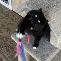 Thumbnail photo of Mies #4