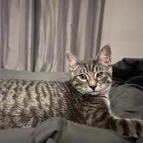 Thumbnail photo of Stella (Bonded with Lennox) #2