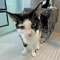 Thumbnail photo of Pixie #3