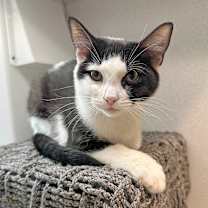 Thumbnail photo of Pixie #4