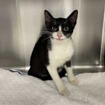 Thumbnail photo of Brioche #2