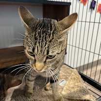 Thumbnail photo of Morticia #2