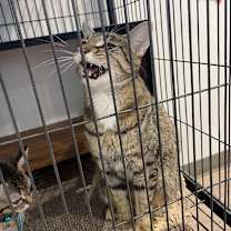 Thumbnail photo of Morticia #3