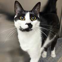 Thumbnail photo of Josie #4