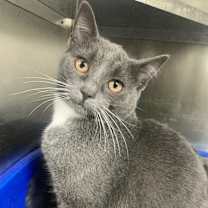 Thumbnail photo of Naomi Smalls #4