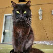 Thumbnail photo of Chatte #1