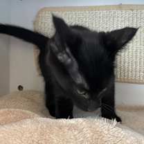 Thumbnail photo of Treat #3