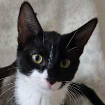 Thumbnail photo of Hematite #1