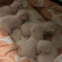 Thumbnail photo of Phoenix #2