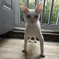 Thumbnail photo of Phoenix #3