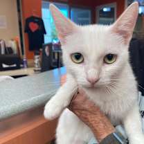 Thumbnail photo of Phoenix #4