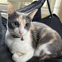 Thumbnail photo of *Louise #1