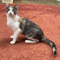 Thumbnail photo of *Louise #3