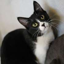 Thumbnail photo of Adeline 50325 #1