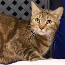 Thumbnail photo of Mama Cat #1