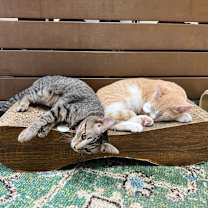 Thumbnail photo of *Newby #2