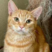 Thumbnail photo of Lilo #1