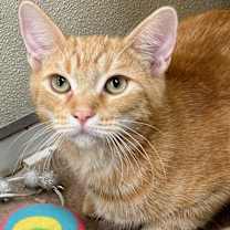 Thumbnail photo of Lilo #4