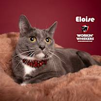 Thumbnail photo of ELOISE #1