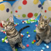 Thumbnail photo of Lacey #4