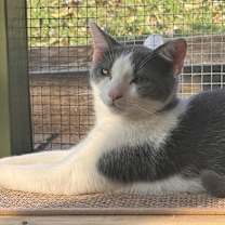 Thumbnail photo of Bailey #1