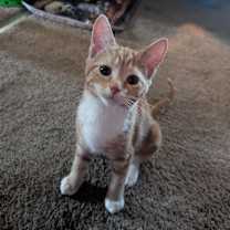 adopt-pet
