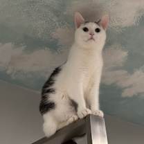 Thumbnail photo of Crystal #2