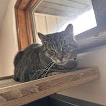 Thumbnail photo of Squeaks #2