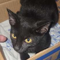 Thumbnail photo of Sparrow #1