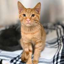 Thumbnail photo of Ritz #4