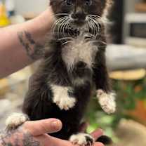 adopt-pet