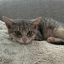 adopt-pet