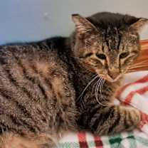 Thumbnail photo of Henri #3