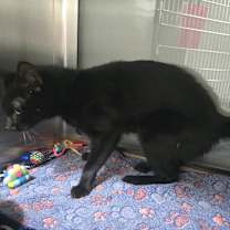 Thumbnail photo of Whiskerbell #2