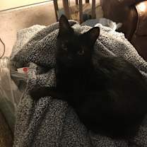 Thumbnail photo of Luna #4