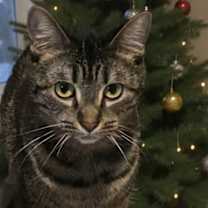 Thumbnail photo of Butterfly #1