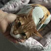 Thumbnail photo of Lyon #3