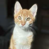 Thumbnail photo of Lyon #4