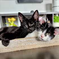 Thumbnail photo of Dipper #2