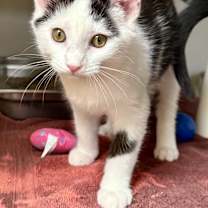 Thumbnail photo of Azure #1