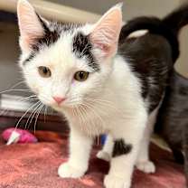 Thumbnail photo of Azure #2