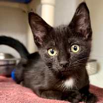 Thumbnail photo of Khaki #1