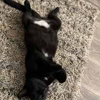 Thumbnail photo of Mimsy #2